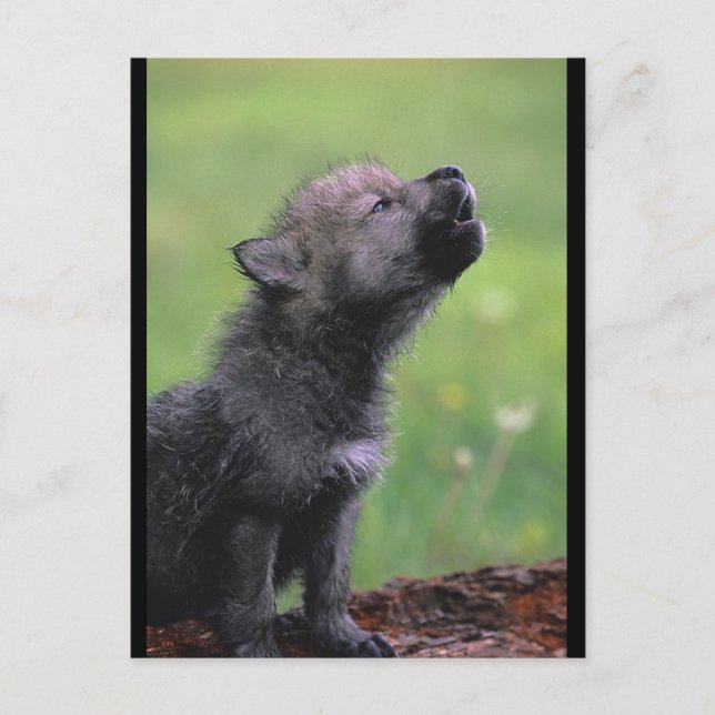 Baby Wolf Howls Postcard (Front)