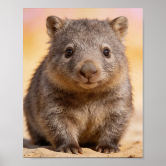 Baby Wombat Portrait Nursery Wall Art
