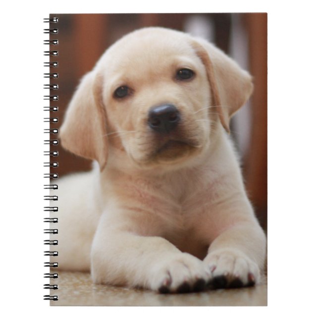 Baby Yellow Labrador Puppy Dog laying on Belly Notebook (Front)