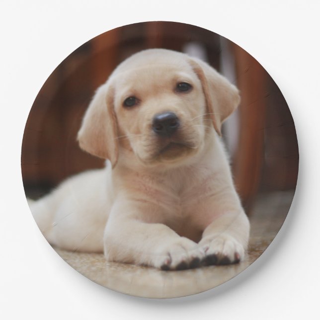 Baby Yellow Labrador Puppy Dog laying on Belly Paper Plate (Front)