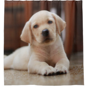 Baby Yellow Labrador Puppy Dog laying on Belly Shower Curtain
