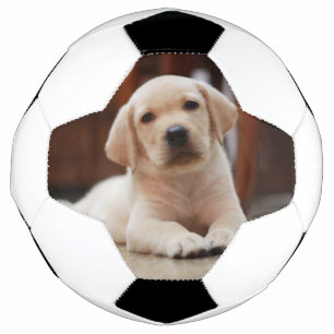 Baby Yellow Labrador Puppy Dog laying on Belly Soccer Ball