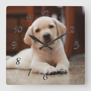 Baby Yellow Labrador Puppy Dog laying on Belly Square Wall Clock