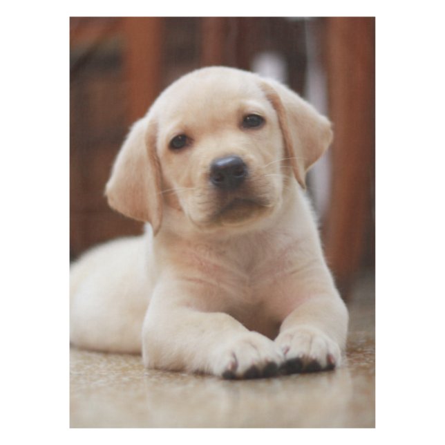 Baby Yellow Labrador Puppy Dog laying on Belly Tablecloth (Front)