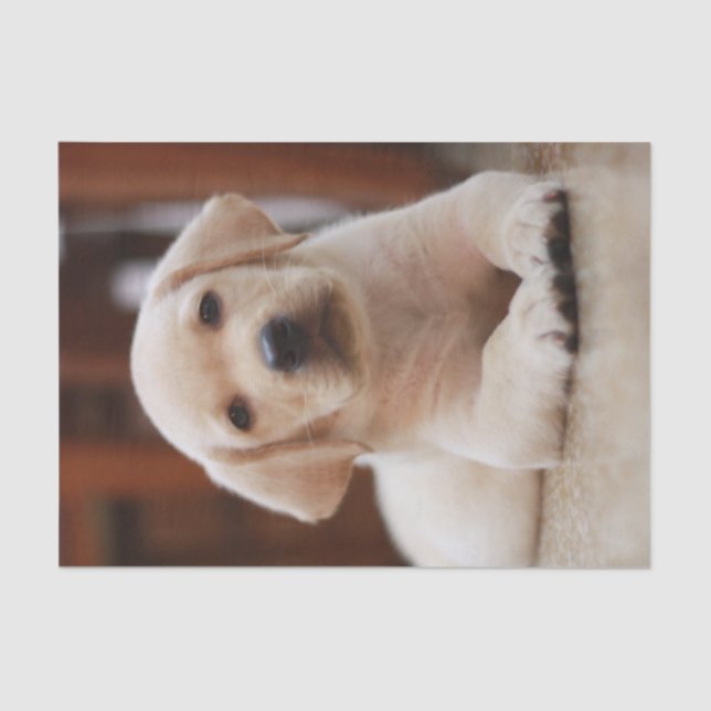 Baby Yellow Labrador Puppy Dog laying on Belly Tissue Paper (Front)