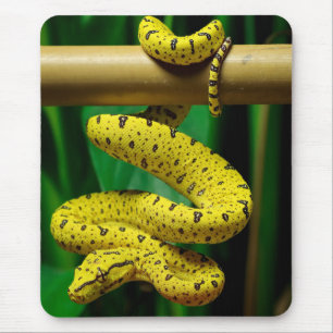 Baby Yellow Phase Green Tree Python Snake Mouse Pad