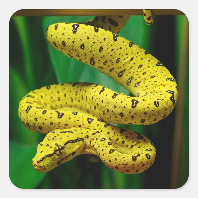 Baby Yellow Phase Green Tree Python Snake Square Sticker (Front)