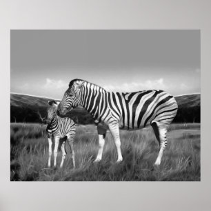 Baby Zebra and mom Poster