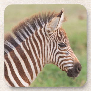 Baby zebra head, Tanzania Coaster