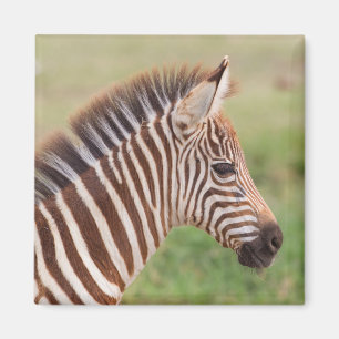Baby zebra head, Tanzania Magnet