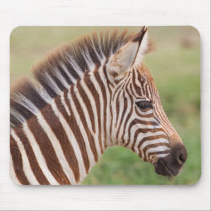 Baby zebra head, Tanzania Mouse Pad