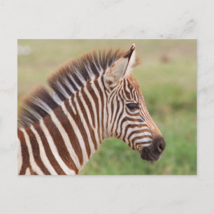 Baby zebra head, Tanzania Postcard