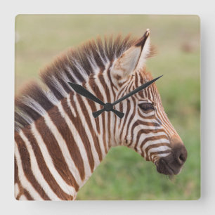 Baby zebra head, Tanzania Square Wall Clock