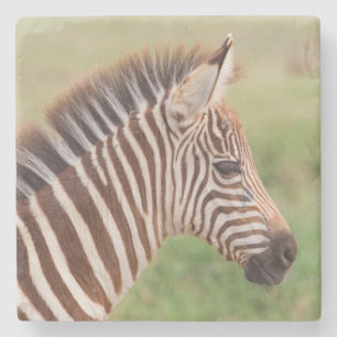 Baby zebra head, Tanzania Stone Coaster