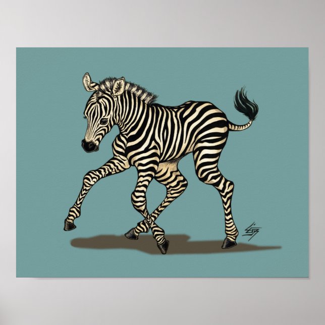 Baby zebra on blue background poster (Front)