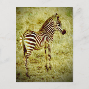 Baby Zebra Postcard