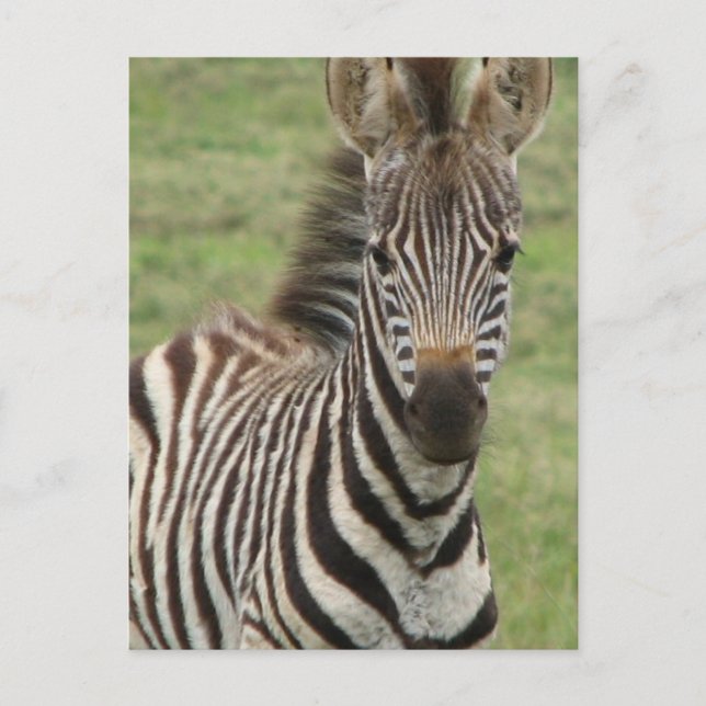 Baby Zebra Postcard (Front)