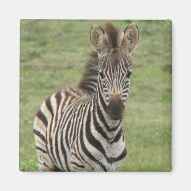 Baby Zebra Square Magnet (Front)