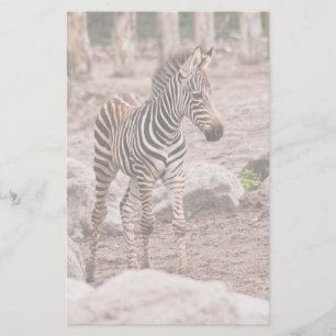 Baby zebra stationery