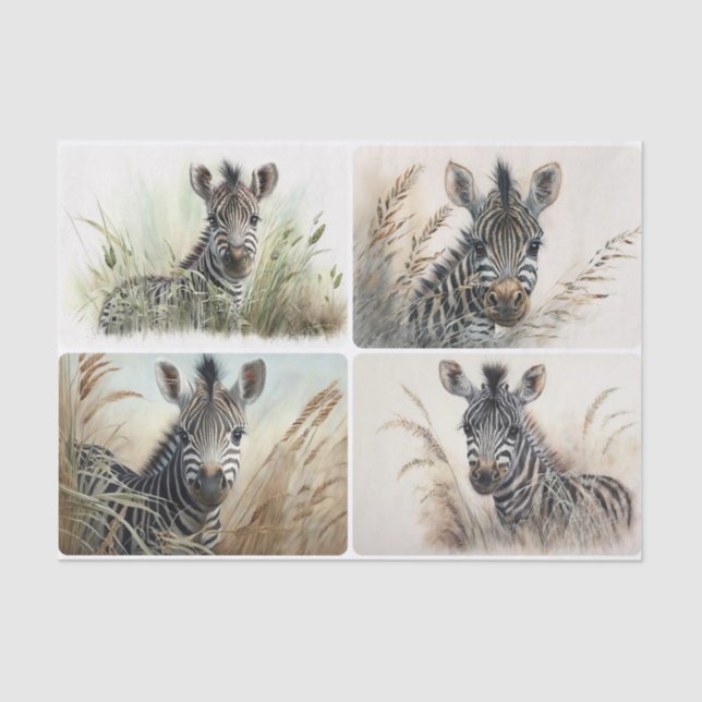 Baby Zebra Tissue Paper (Front)