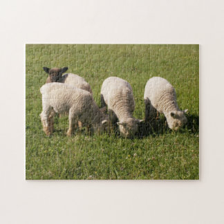 Babydoll Southdown Lambs Jigsaw Puzzle