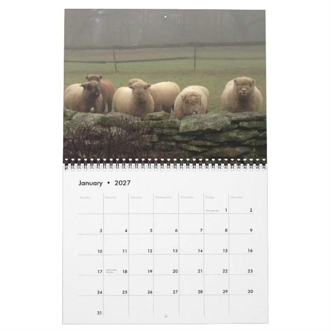 Babydoll Southdown Sheep 2015 NABSSAR Calendar (Jan 2027)