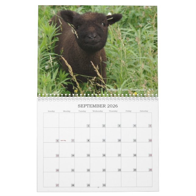 Babydoll Southdown Sheep 2017 NABSSAR Calendar (Sep 2026)