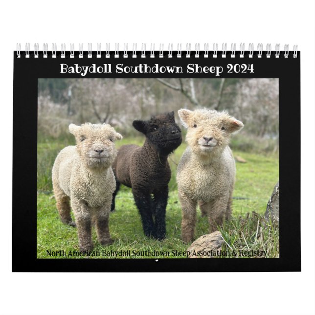 Babydoll Southdown Sheep 2024 NABSSAR Calendar (Cover)