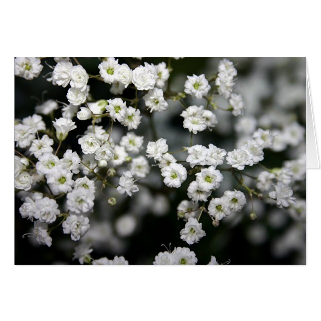 Baby's Breath (Front Horizontal)