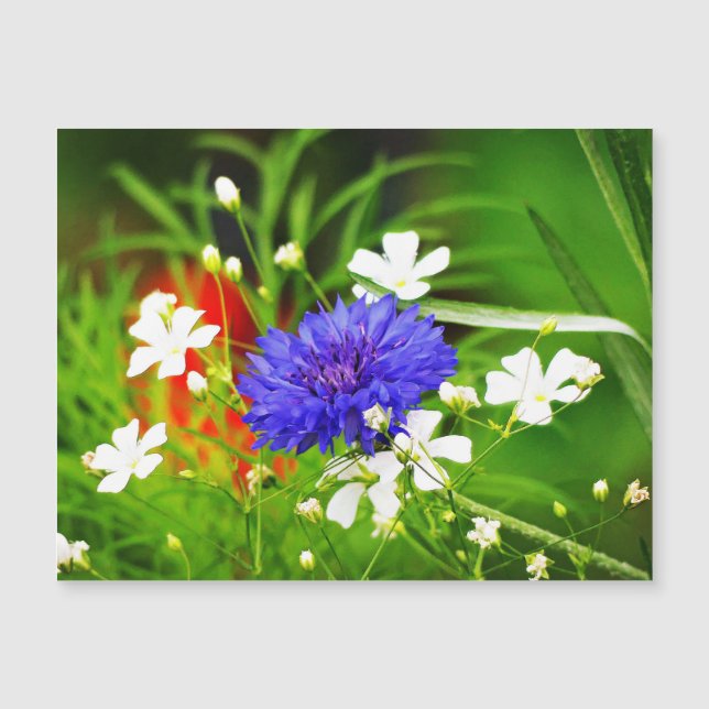Baby's Breath and Bachelor Button (Front)