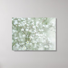 Baby's Breath Flowers Airy Nature Photography