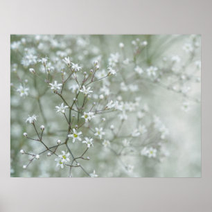Baby's Breath Flowers Dreamy Nature Photography Poster