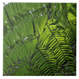 Bach Ma National Park Ceramic Tile