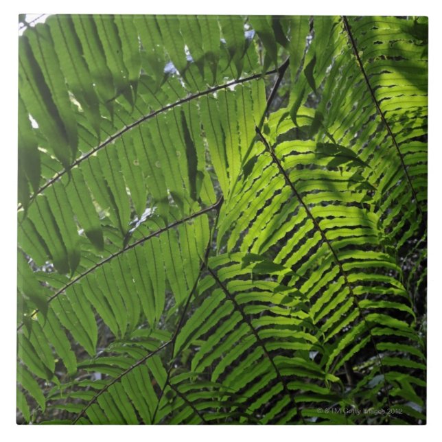 Bach Ma National Park Ceramic Tile (Front)