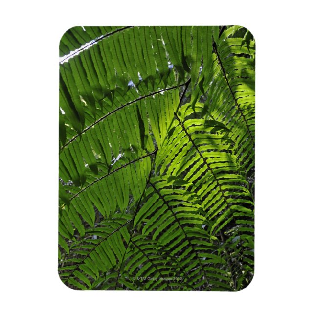 Bach Ma National Park Magnet (Vertical)