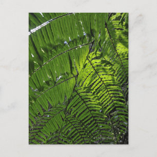 Bach Ma National Park Postcard