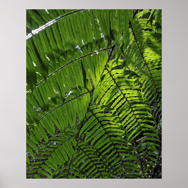 Bach Ma National Park Poster (Front)
