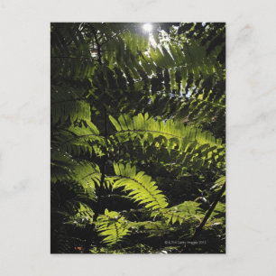Bach Ma National Park, Vietnam Postcard