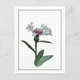 Bachelor Button Botanical Photo-Sketch Postcard