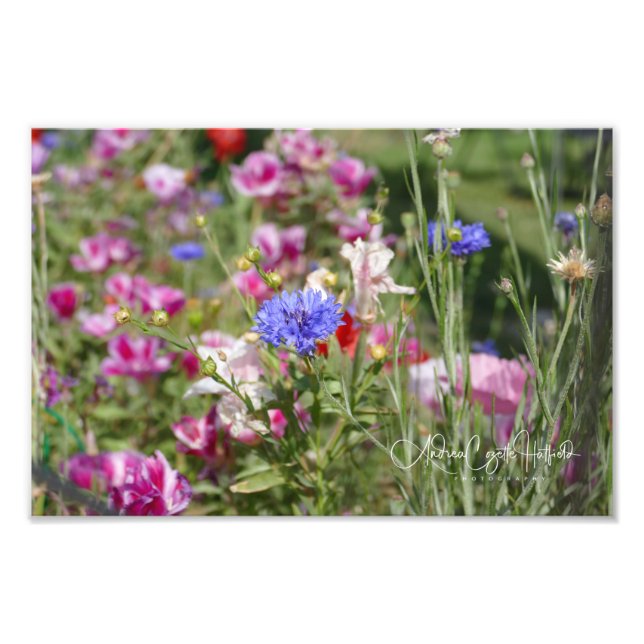 Bachelor Buttons Photo Print (Front)