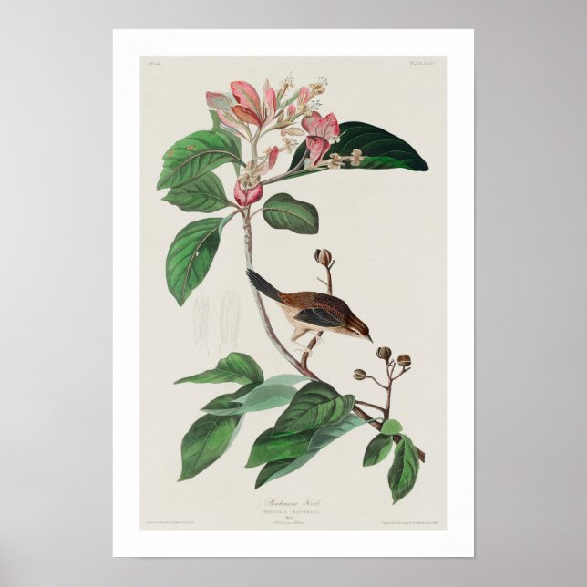 Bachman's Finch by Audubon Poster (Front)