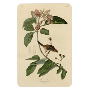 Bachman's Finch (Sparrow) Audubon Birds of America Magnet