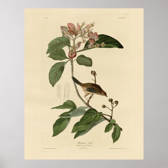Bachman's Finch (Sparrow) Audubon Birds of America Poster (Front)