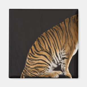 Back end of tiger sitting on platform magnet