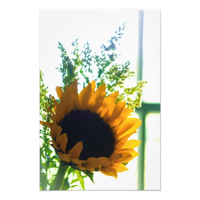Back Lit Beauty Photo Print (Front)