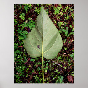 Back of a Fallen Leaf Poster