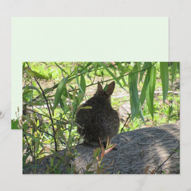 Back of a Marsh Rabbit Flat Card (Front/Back)