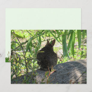 Back of a Marsh Rabbit Flat Card