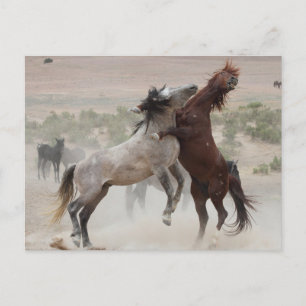 Back Off Postcard