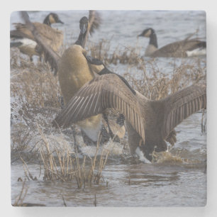 Back Off Stone Coaster